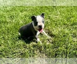 Small #3 Boston Terrier