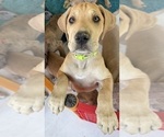 Small #2 Great Dane