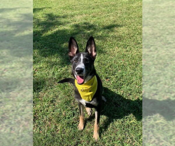 Medium Photo #13 Border Collie-Huskies  Mix Puppy For Sale in San Leon, TX, USA