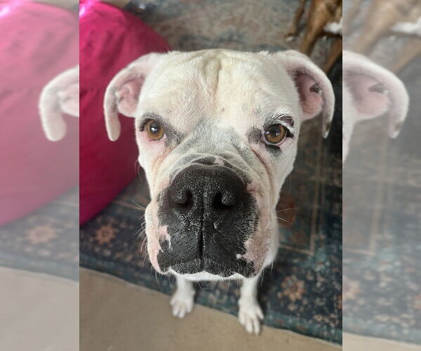 Medium Photo #2 Boxer Puppy For Sale in Austin, TX, USA