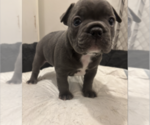 Small #1 French Bulldog