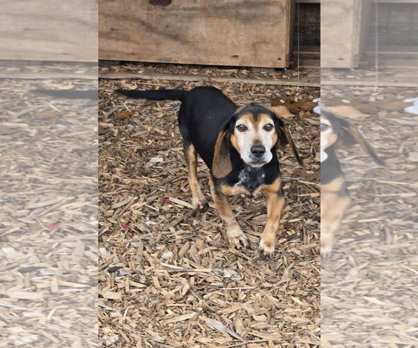 Medium Photo #4 Beagle-Unknown Mix Puppy For Sale in Rustburg, VA, USA
