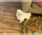 Small Photo #6 Maltese Puppy For Sale in WINSTON SALEM, NC, USA
