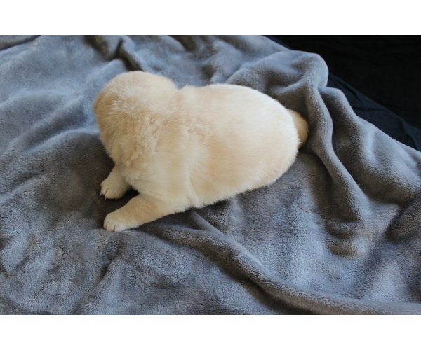 Medium Photo #8 Shiba Inu Puppy For Sale in VIRGINIA BCH, VA, USA