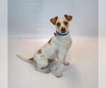 Small Photo #5 Jack-A-Bee Puppy For Sale in Kennesaw, GA, USA