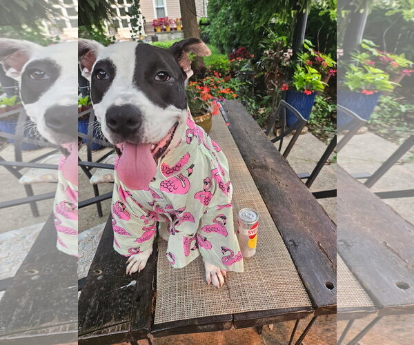 Medium Photo #35 American Pit Bull Terrier Puppy For Sale in Germantown, OH, USA