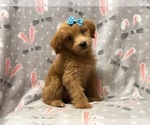 Small Photo #12 Aussiedoodle Puppy For Sale in LAKELAND, FL, USA