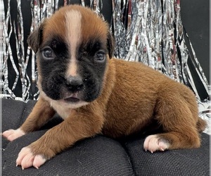 Boxer Puppy for sale in PAWNEE CITY, NE, USA