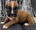 Image preview for Ad Listing. Nickname: AKC Peanut