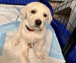 Small Photo #22 Akbash-Great Pyrenees Mix Puppy For Sale in RIDGEFIELD, WA, USA