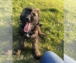 Small Photo #6 Aussiedoodle Puppy For Sale in UNIONVILLE, IA, USA
