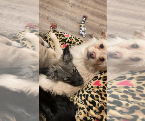 Medium Photo #7 Dachshund-Unknown Mix Puppy For Sale in Wakefield, RI, USA