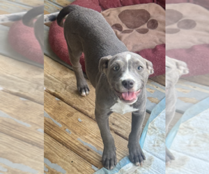 American Staffordshire Terrier-Unknown Mix Dogs for adoption in Decatur, GA, USA