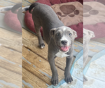 Small American Staffordshire Terrier Mix