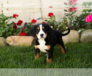 Bernese Mountain Dog Puppy for sale in MILLERSBURG, IN, USA