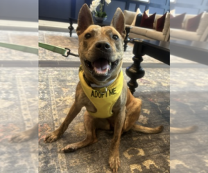 Retriever -Unknown Mix Dogs for adoption in Decatur, GA, USA