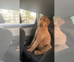 Small #36 Goldendoodle