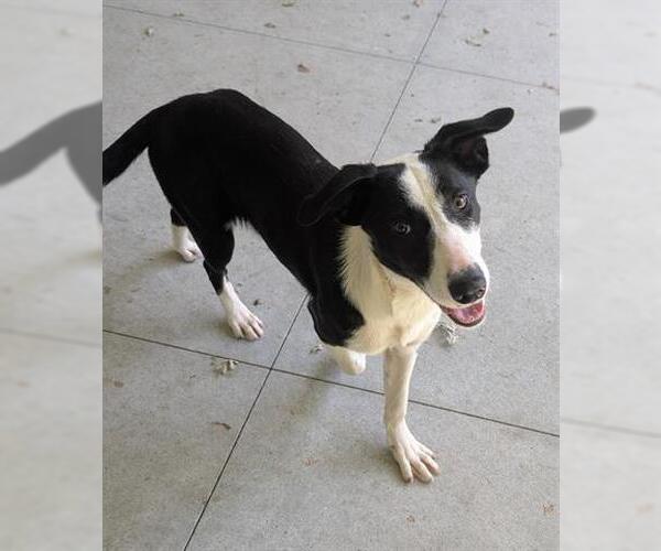 Medium Photo #1 Border Collie-Unknown Mix Puppy For Sale in San Martin, CA, USA