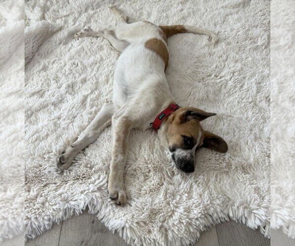 Medium Photo #6 Anatolian Shepherd-Great Pyrenees Mix Puppy For Sale in Hayward, CA, USA
