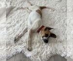 Small #5 Anatolian Shepherd-Great Pyrenees Mix