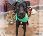 Small #5 Labrador Retriever Mix