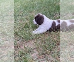 Small Photo #6 English Springer Spaniel Puppy For Sale in ROCKFORD, MI, USA