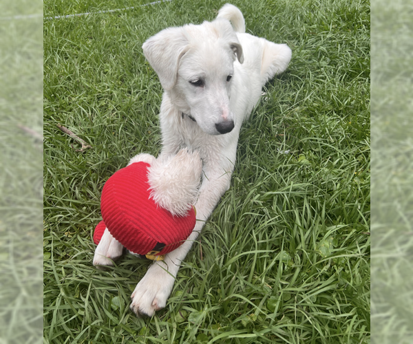 Medium Photo #5 Great Pyrenees Puppy For Sale in Spring, TX, USA