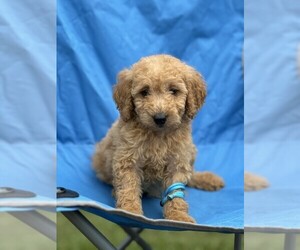 Goldendoodle (Miniature) Puppy for sale in MIDDLETOWN, OH, USA