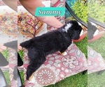 Small #3 Bernese Mountain Dog