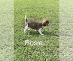 Puppy 1 Beagle