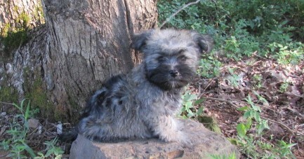 Medium Photo #4 Havanese Puppy For Sale in CLINTON, AR, USA