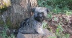 Small Photo #4 Havanese Puppy For Sale in CLINTON, AR, USA