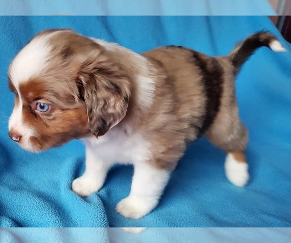 Medium Photo #2 Miniature Australian Shepherd Puppy For Sale in HILLSBORO, OR, USA