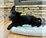 Small Photo #13 German Shepherd Dog Puppy For Sale in LENOIR, NC, USA