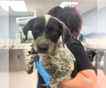 Small #1 Mutt
