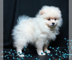 Pomeranian Puppy for sale in ROCK VALLEY, IA, USA