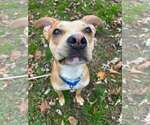 Tank - Male Boxer-Unknown Mix Dog for Adoption - Small photo