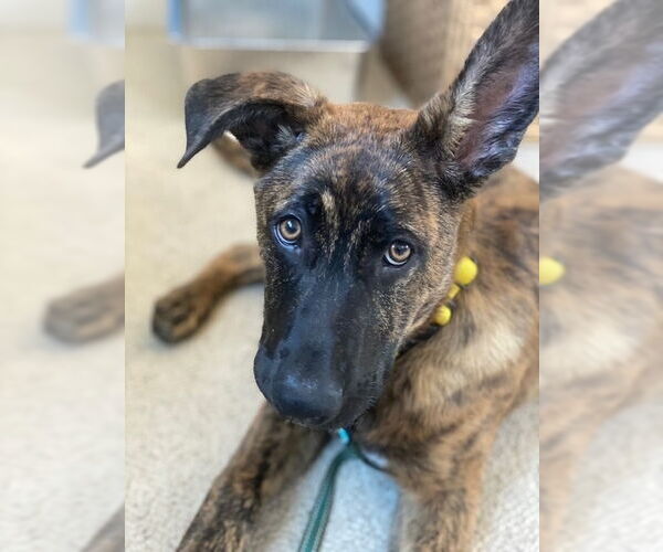 Medium Photo #2 - Mix Puppy For Sale in Imlay City, MI, USA