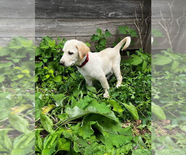 Medium Photo #5 Labrenees Puppy For Sale in New London, WI, USA