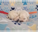 Small #1 English Cream Golden Retriever