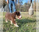 Small Photo #2 Miniature Australian Shepherd Puppy For Sale in MIDDLEBURG, FL, USA