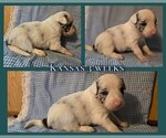 Small #5 Border Collie