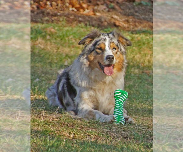 Medium Photo #1 Australian Shepherd Puppy For Sale in ALLEGHENYVILLE, PA, USA