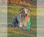 Small Photo #1 Australian Shepherd Puppy For Sale in ALLEGHENYVILLE, PA, USA