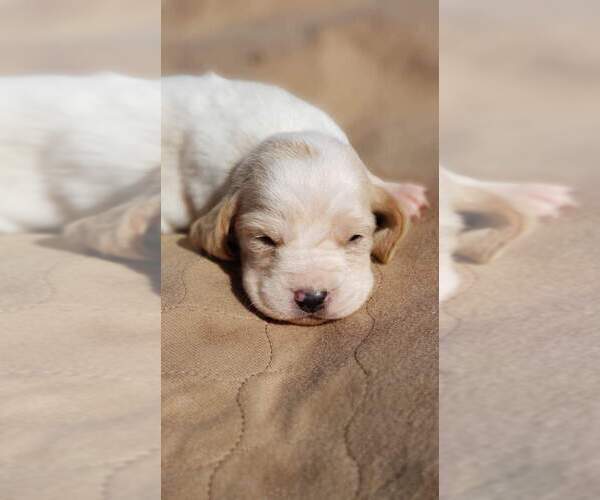Medium Photo #1 Basset Hound Puppy For Sale in MOUNTAIN GROVE, MO, USA