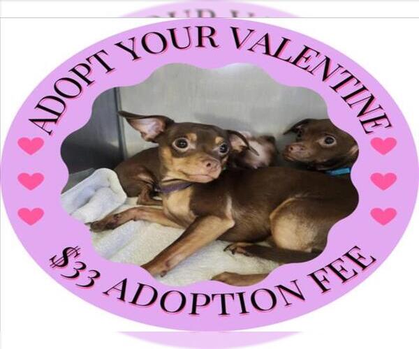 Medium Photo #1 Chihuahua Puppy For Sale in Santa Cruz, CA, USA