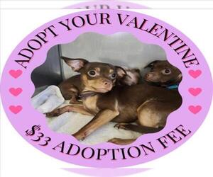 Chihuahua Dogs for adoption in Santa Cruz, CA, USA