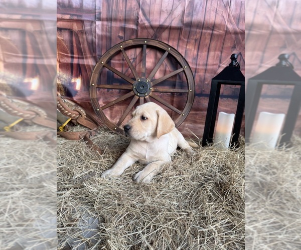 Medium Photo #4 Labrador Retriever Puppy For Sale in BROOKSVILLE, FL, USA