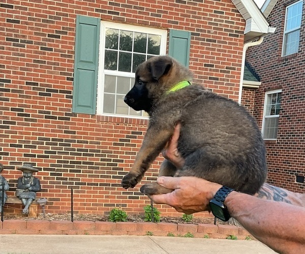 Medium Photo #2 Belgian Malinois Puppy For Sale in LINCOLNTON, NC, USA