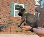 Small #1 Belgian Malinois